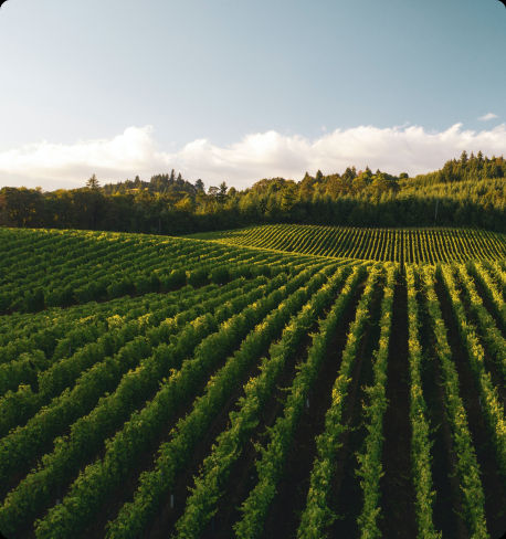 Wine Services, leader de la collecte et l'analyse de données dans le secteur du vin
