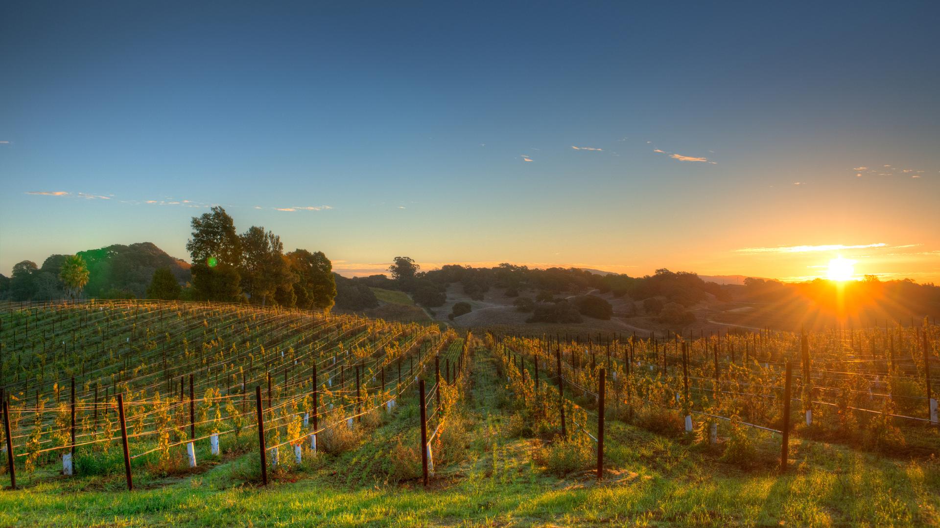 Why U.S. wineries are investing in wine distribution software for efficiency?